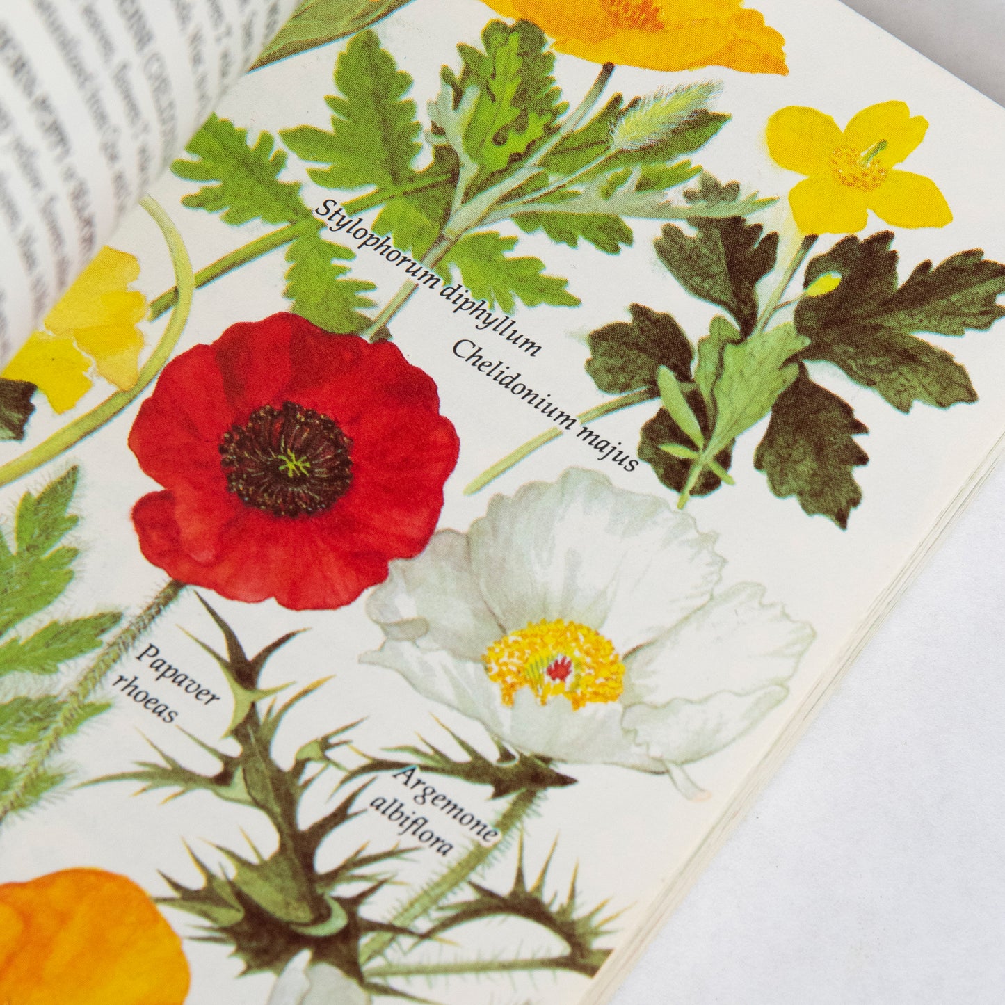 Wild Flowers of North America Book