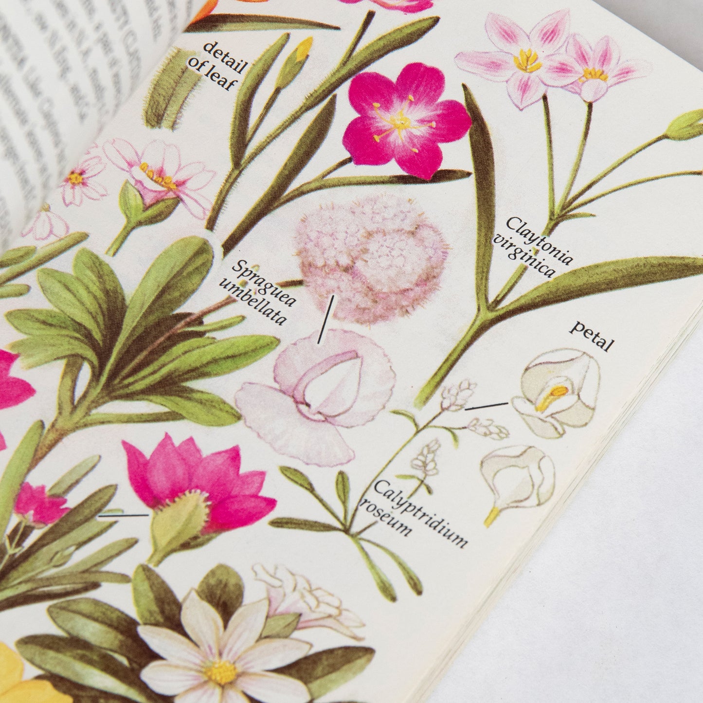 Wild Flowers of North America Book