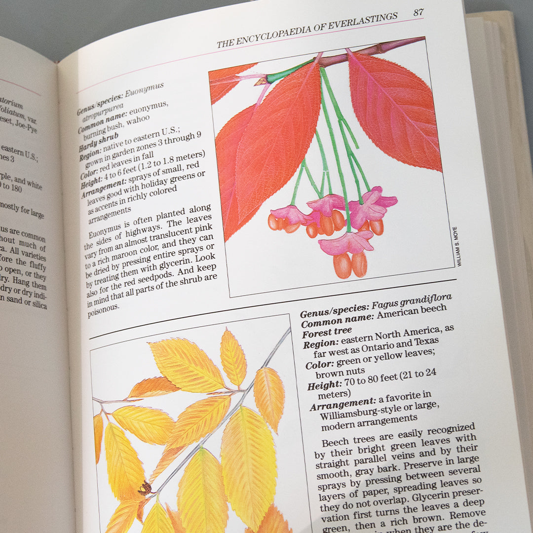 Encyclopedia of Everlastings